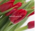 Тюльпан Ruby Red